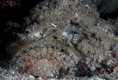 Philippines 2023 - Anilao - DSC07233 Estuarine stonefish Synanceia horrida